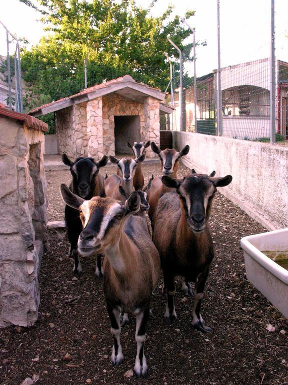 Agriturismo Valle Verde Altamura Εξωτερικό φωτογραφία